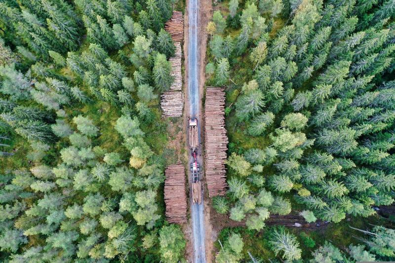 forest, spruce, logging-6630606.jpg