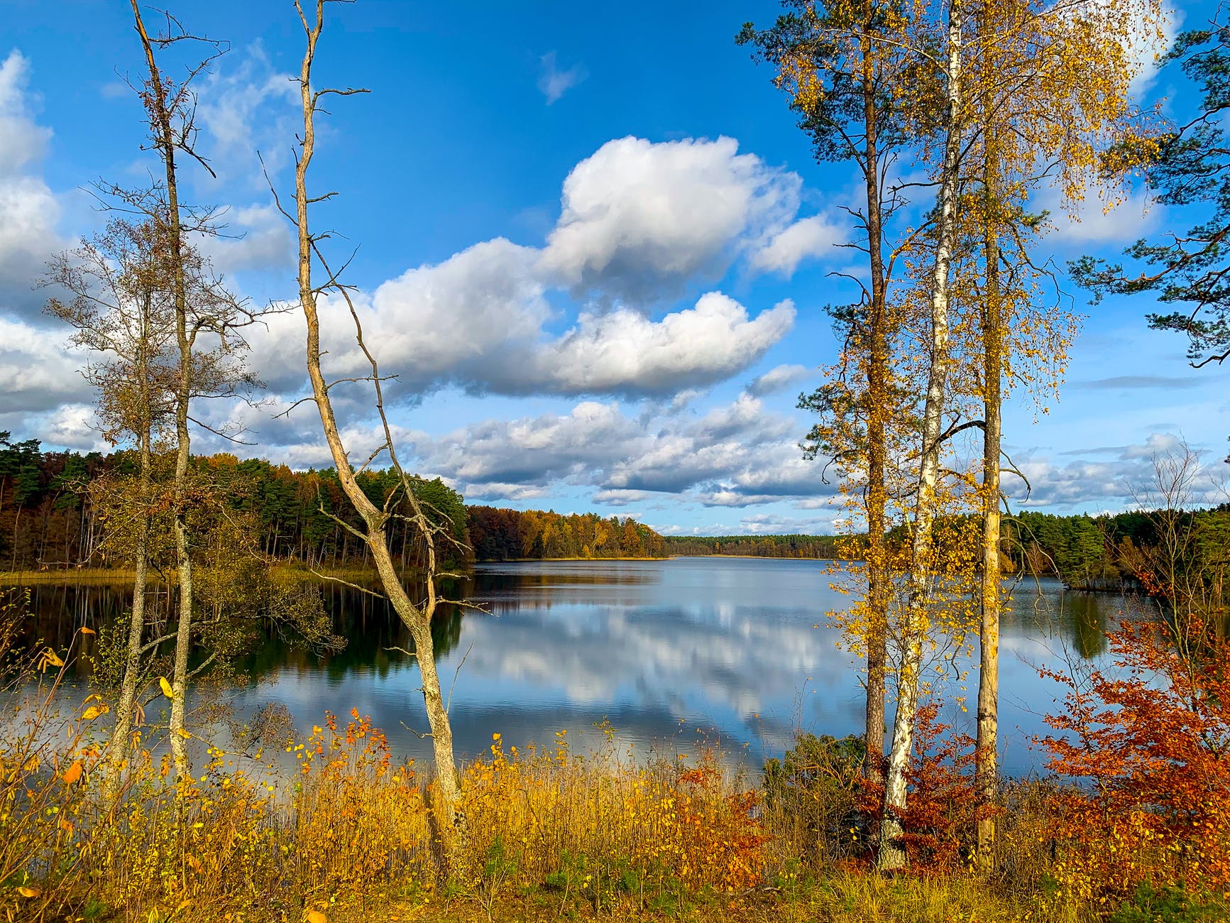 trees near calm body of water