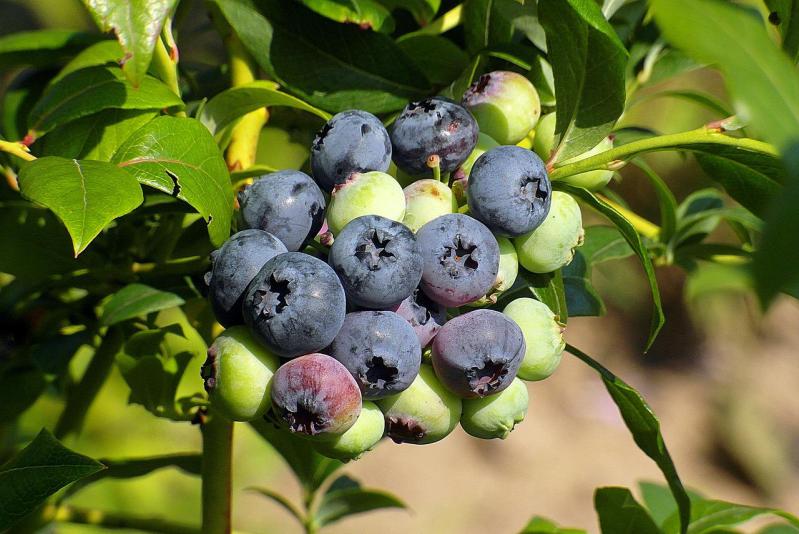blueberry, fruit, berries-4357175.jpg