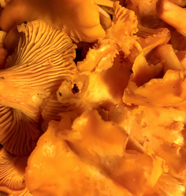 finnish mushrooms