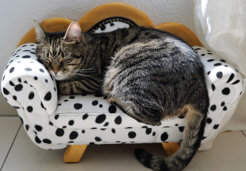 cat, tiger, tigerle-2360849.jpg