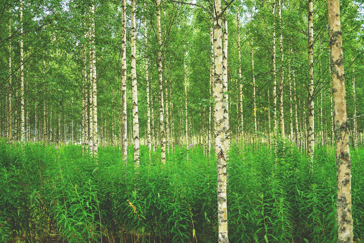 forest, birch, birch forest-896251.jpg