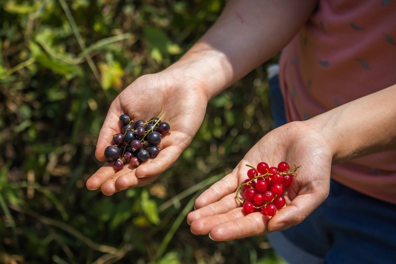 redcurrants, black currants, berries-7285616.jpg
赤すぐり　黒すぐり
