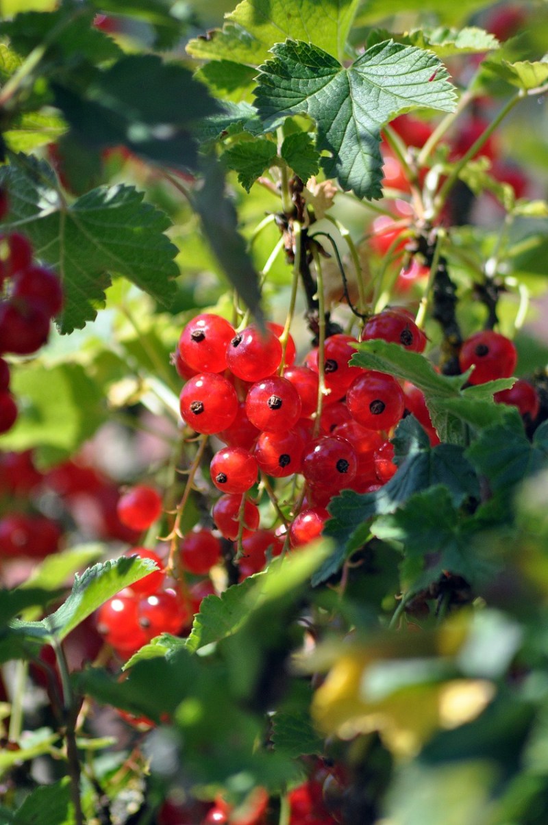 redcurrants, currants, fruits-7337363.jpg
赤すぐり
