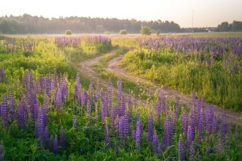 field, road, lupine-5326822.jpg