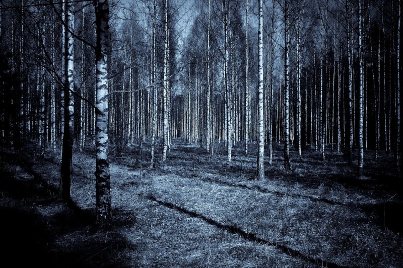 forest, night, dark-2438745.jpg