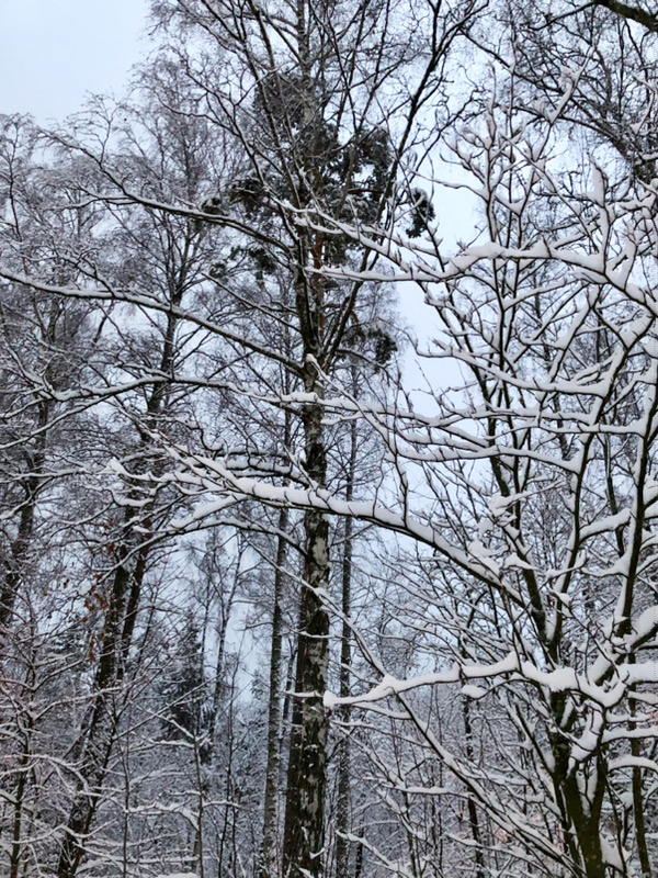 winter, tree, snow